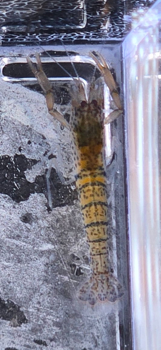 Invert - Shrimp Amazon Tiger