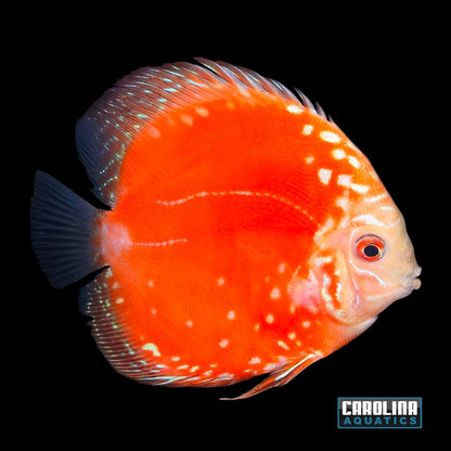 Discus - Asst. 3in.