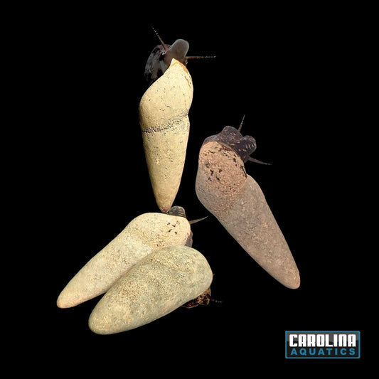 Invert - Snail Chocolate Poso Rabbit