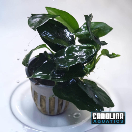 Anubias Nana Narrow Leaf Potted
