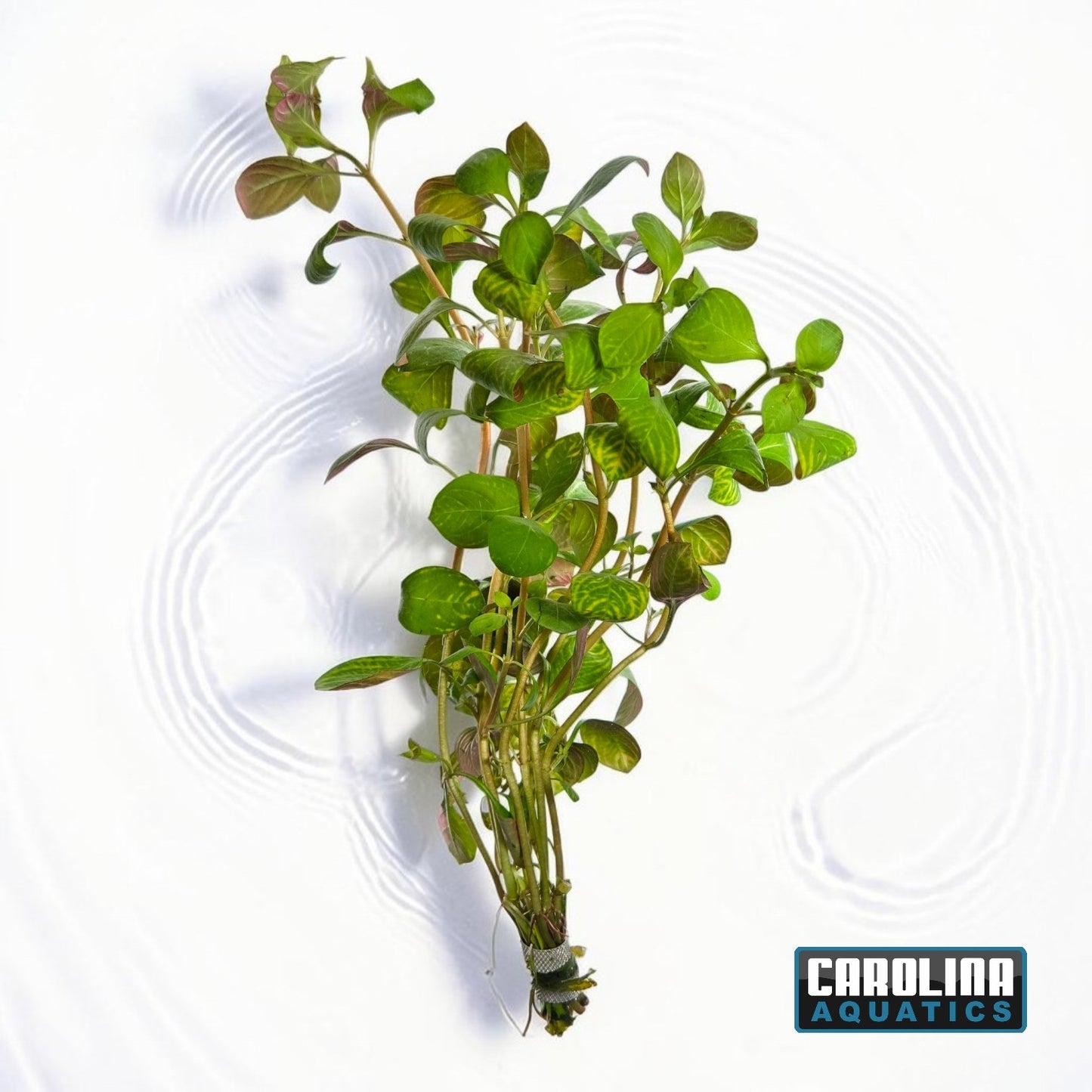 Ludwigia Repens Red Skeleton