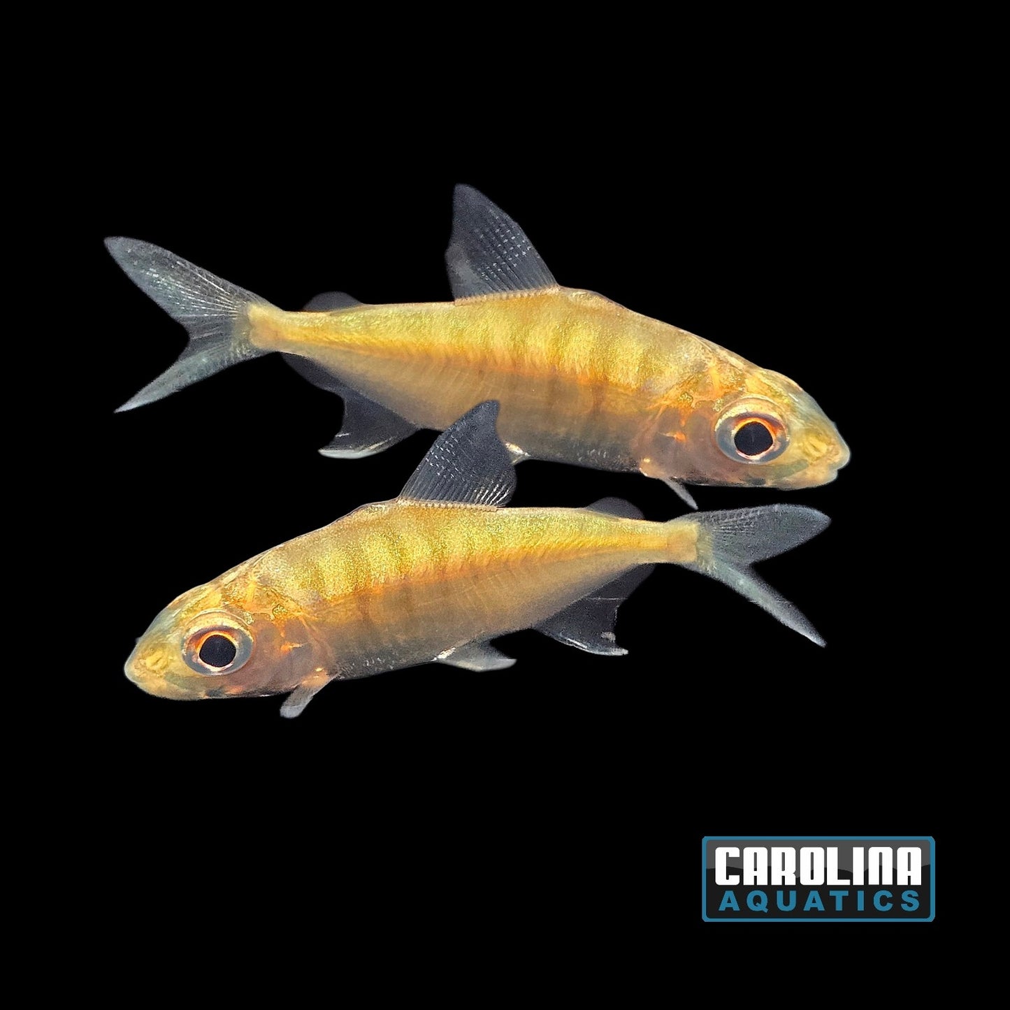 Misc - Sheep Head Pacu 2in