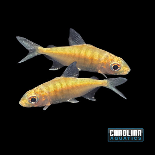 Misc - Sheep Head Pacu 2in