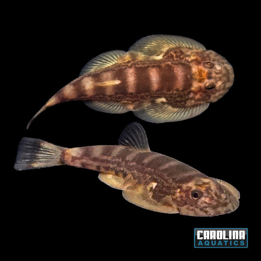 Loach - Hillstream Borneo White Panda