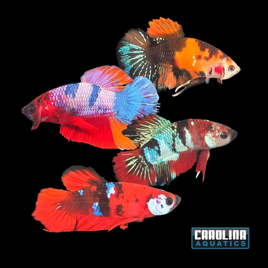 Betta - Koi Male