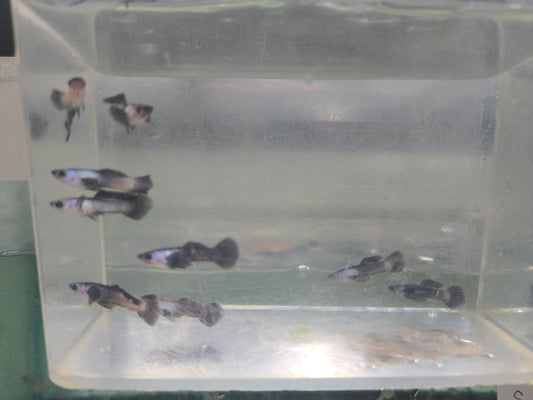 Guppy - Chinese Panda