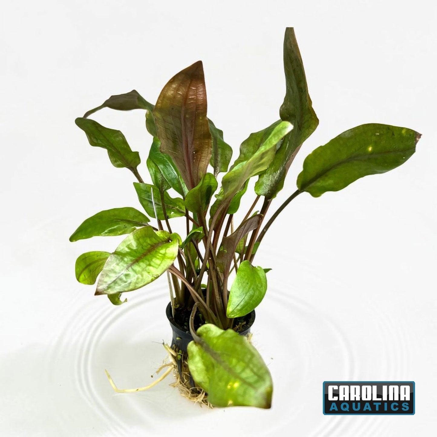 Crypt Wendtii Red Potted