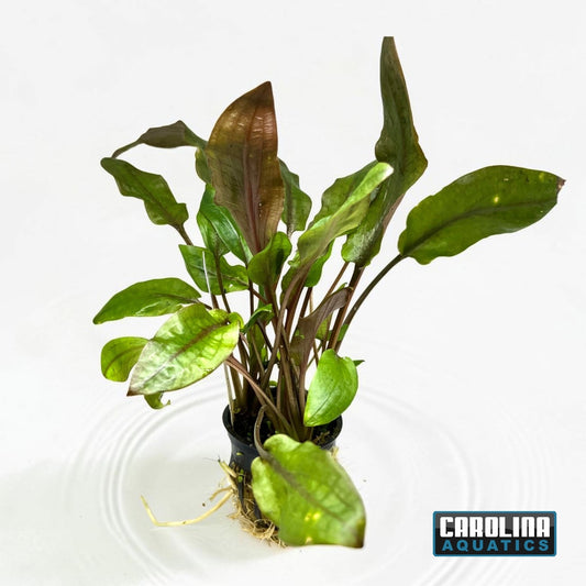 Crypt Wendtii Red Potted