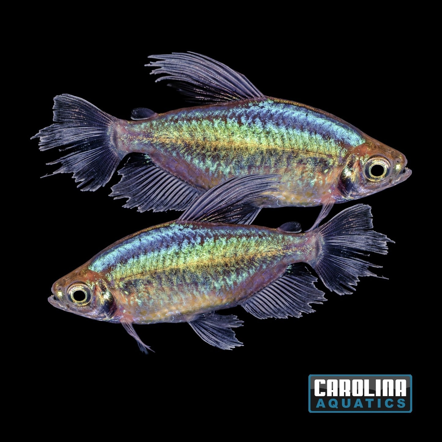 Tetra - Congo Male XL