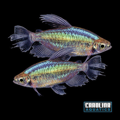 Tetra - Congo Male XL