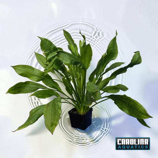 Sword Amazon Mother Potted