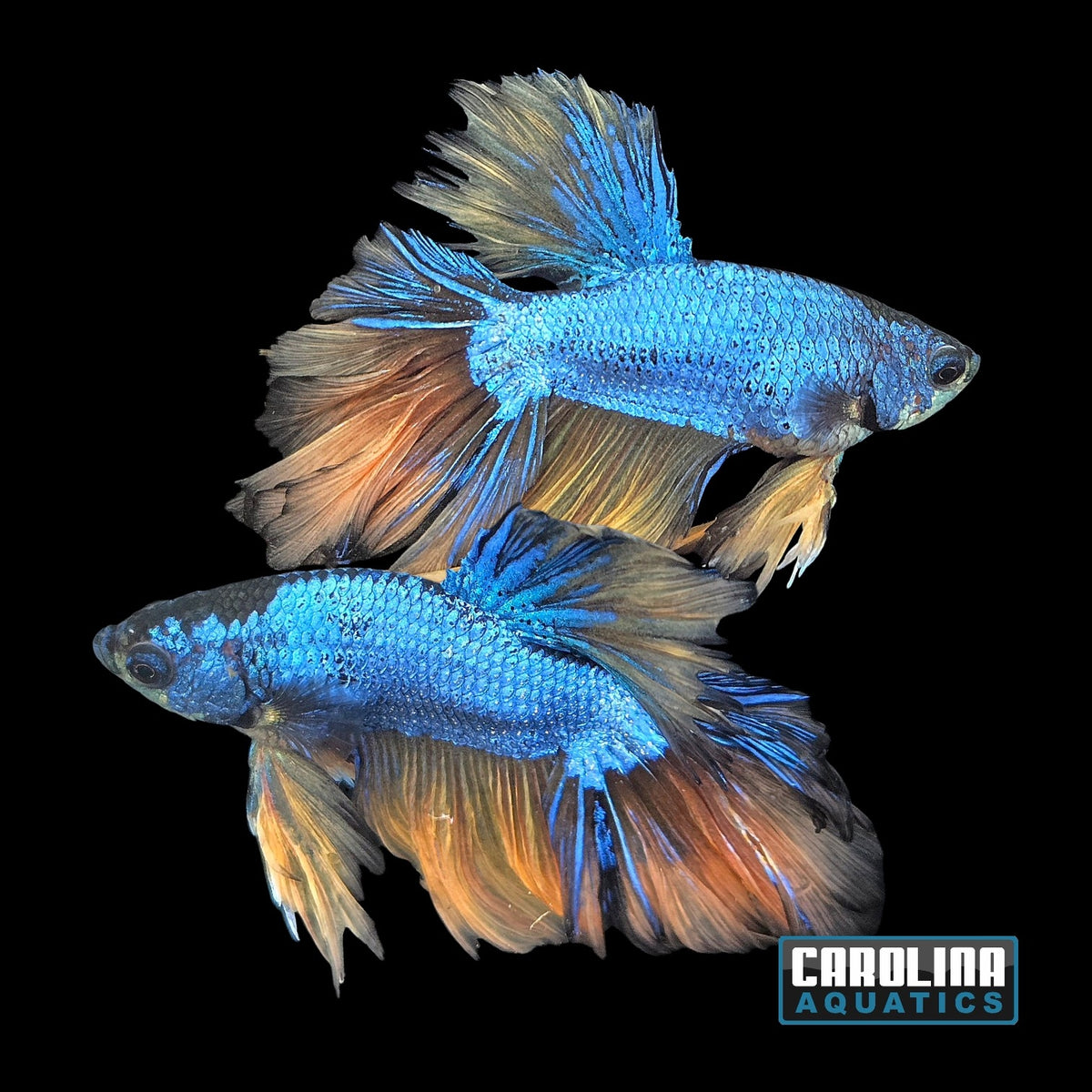 Betta - Mustard Gas Halfmoon Male