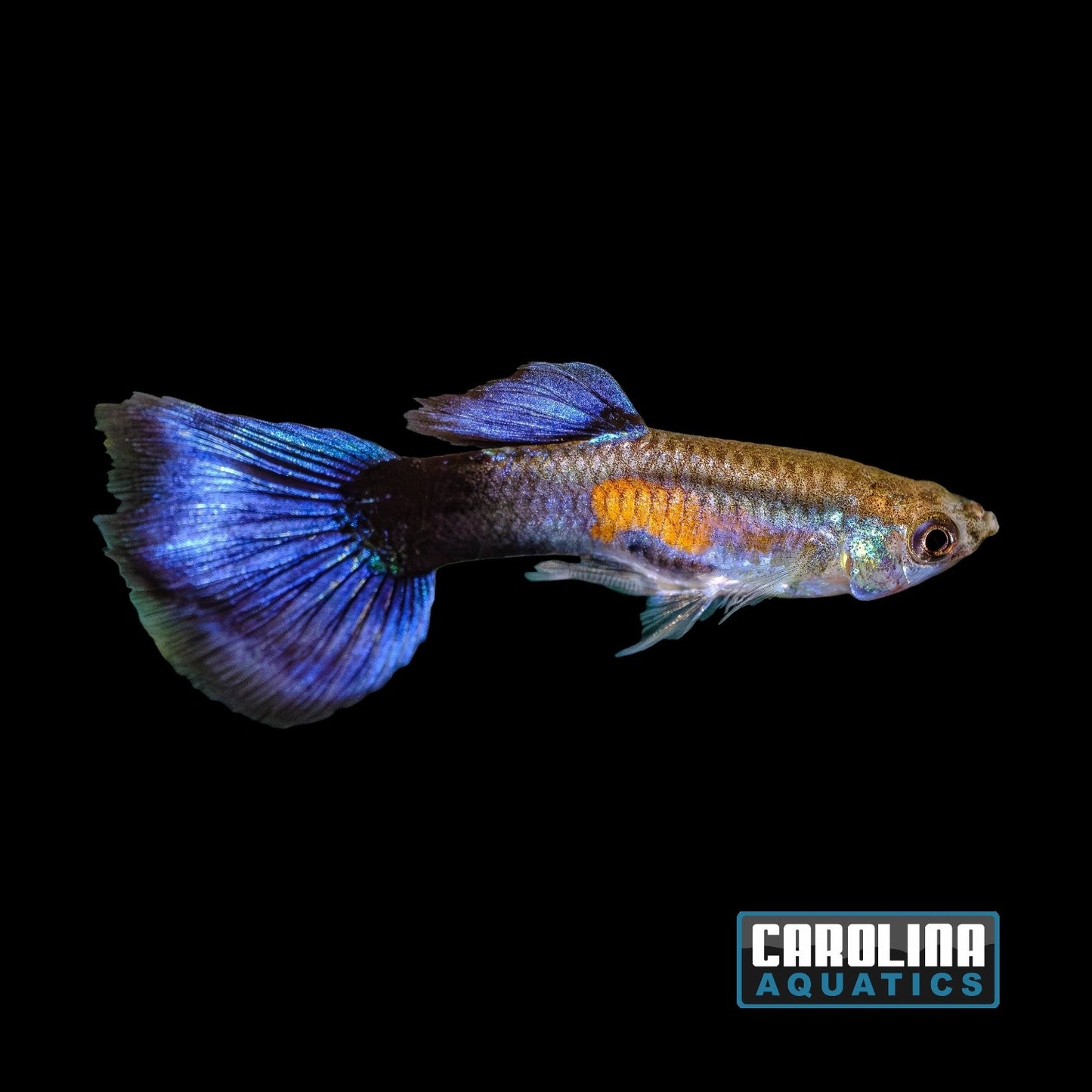 Guppy - Purple Queen