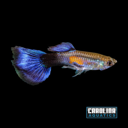 Guppy - Purple Queen