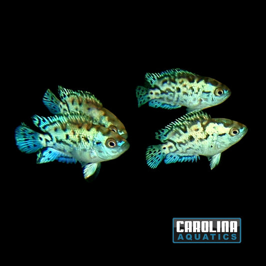 Cichlid - Jack Dempsey Electric Blue