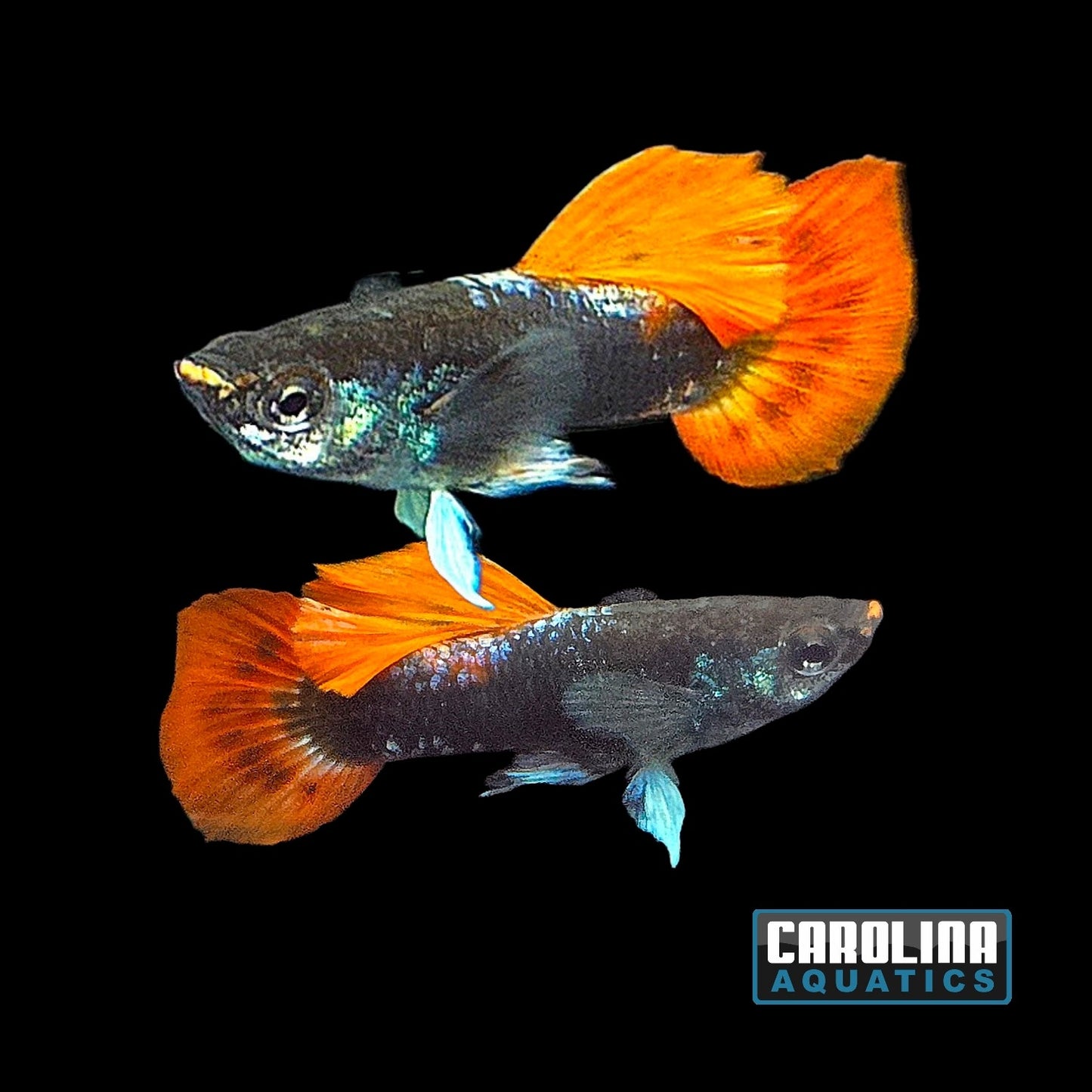 Guppy - Elephant Ear Platinum Red