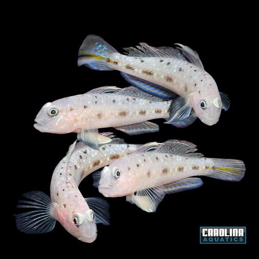 Goby - Pretty Lagoon