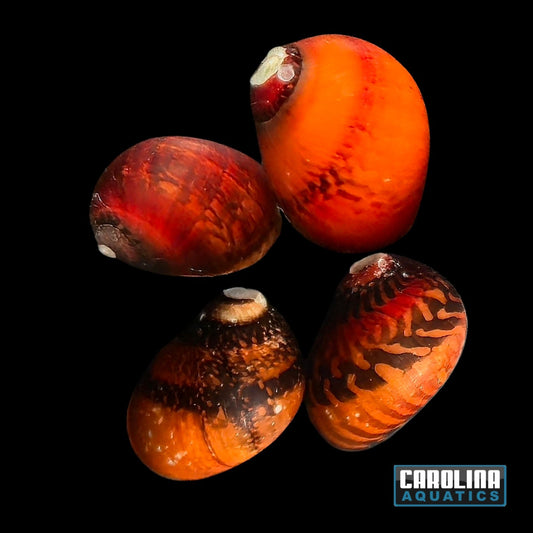 Invert - Snail Nerite Red Racer Raja Ampat FW