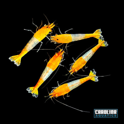 Invert - Shrimp Rili Orange