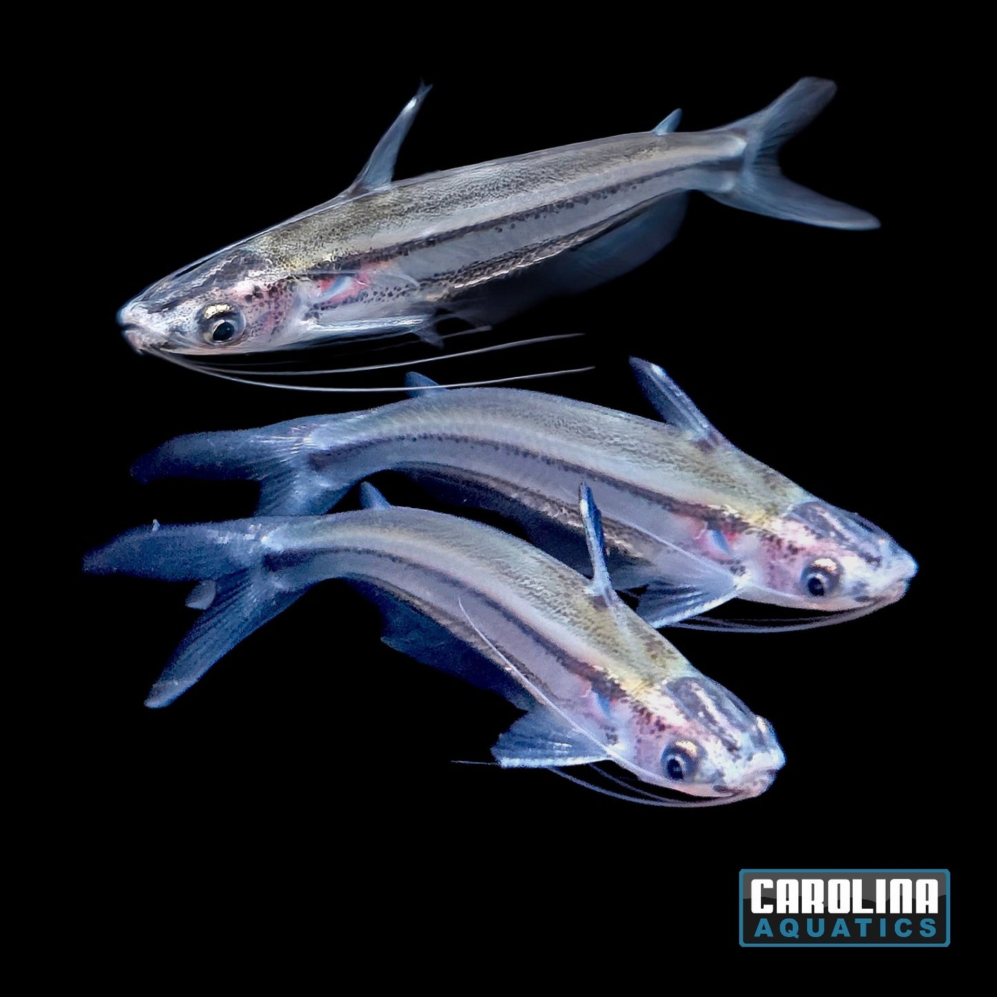 Shark - Dwarf Iridescent Med