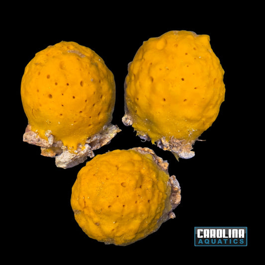 Sponge - Yellow Ball