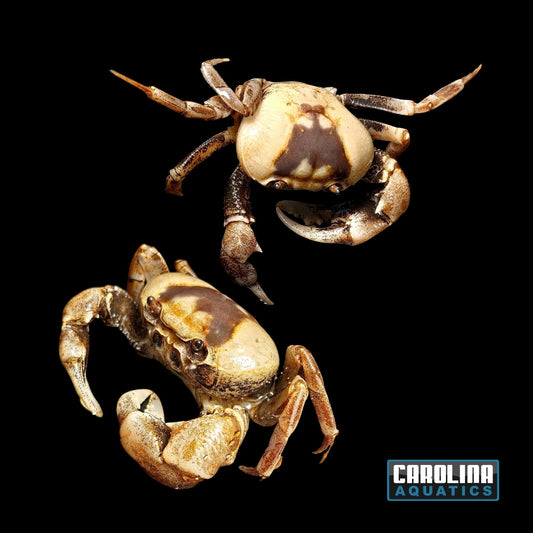 Invert - Crab White Phantom Lg