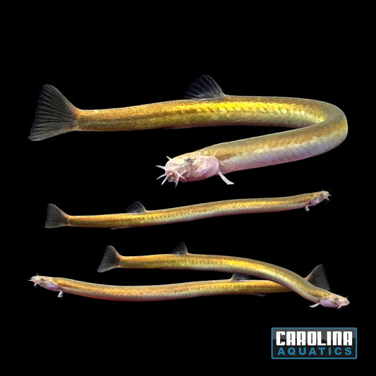 Loach - Kuhli Neon