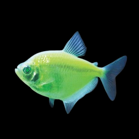 GloFish® - Tetra Electric Green