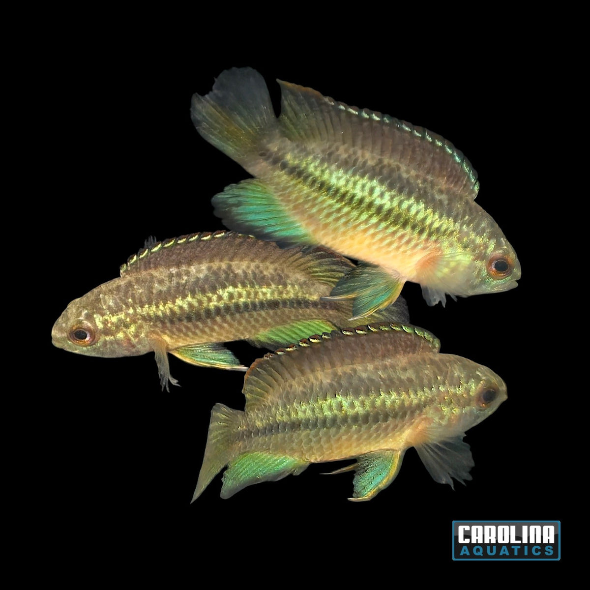 Cichlid - Acara Golden Dwarf