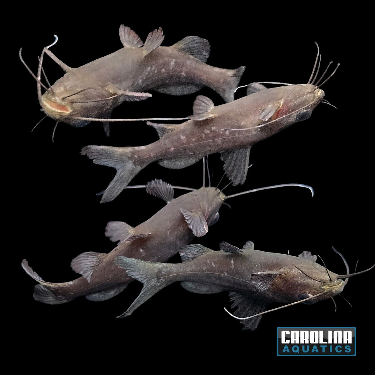 Catfish - Burmese Upside Down 3in