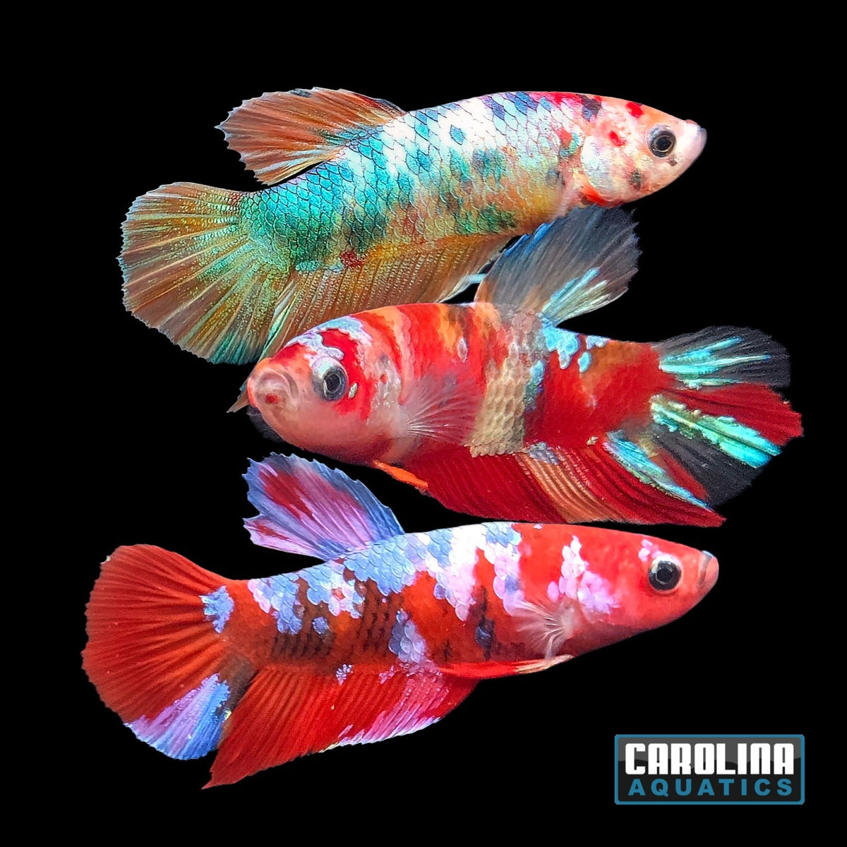 Betta - Multicolor Candy Plakat