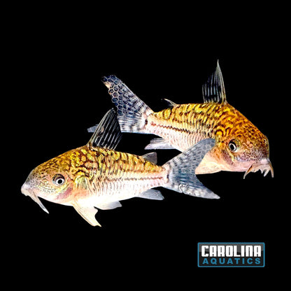 Cory - Sodalis Med