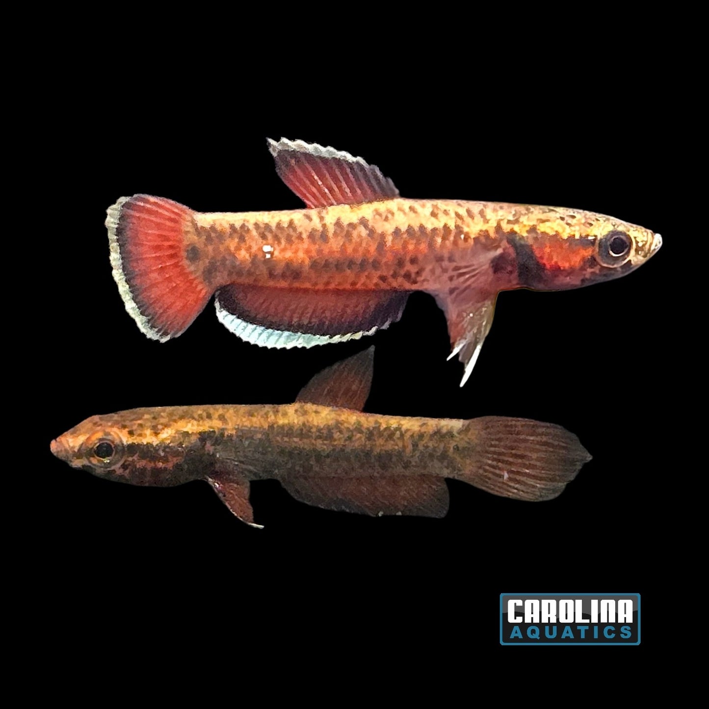 Betta - Albimarginata Wild Pair