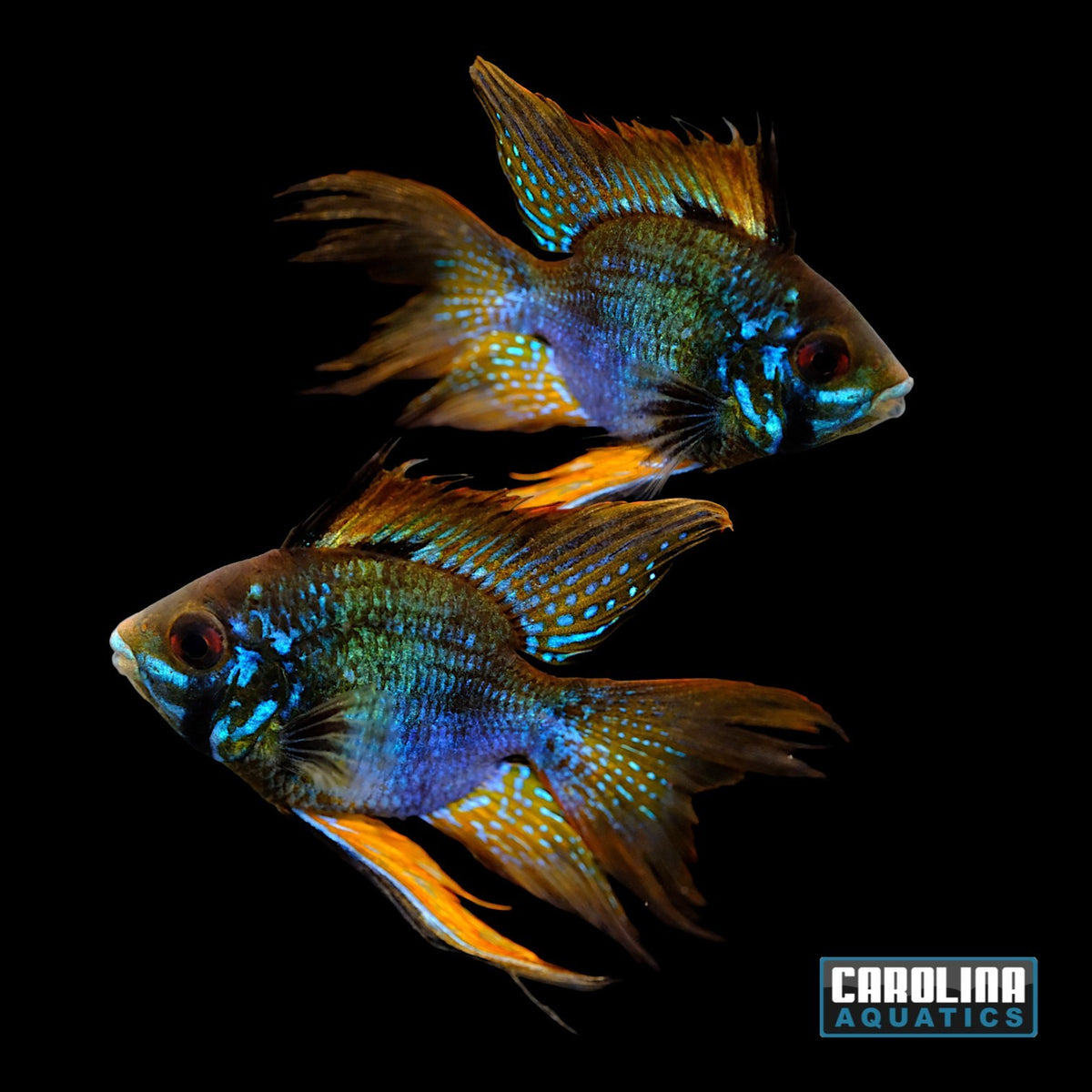 Cichlid - Ram Midnight Black & Blue Balloon XL