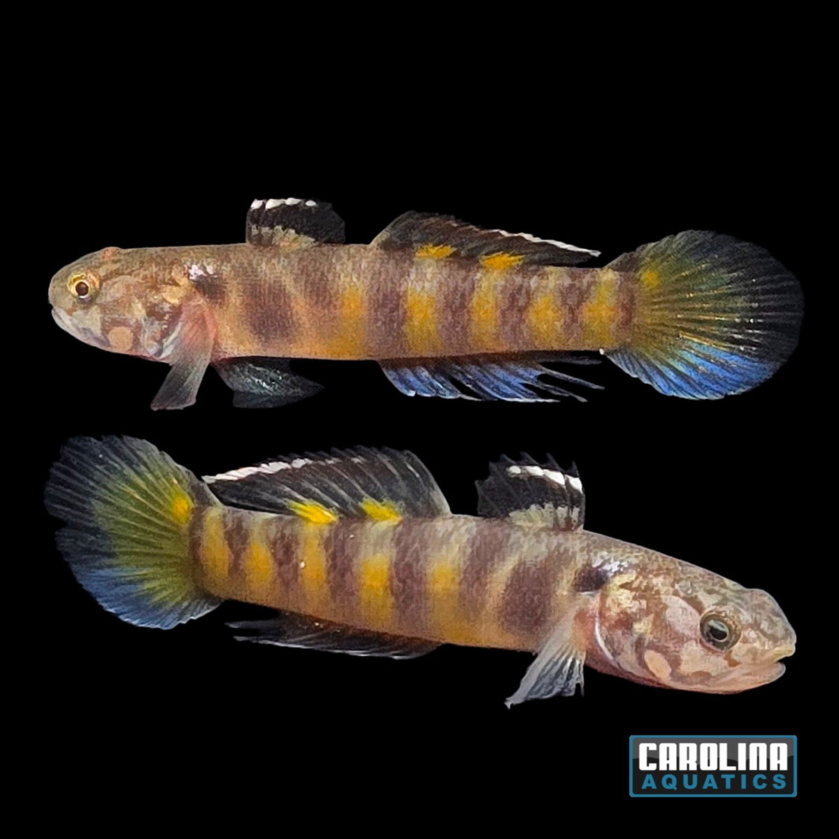 Misc - Goby Mangrove Tiger
