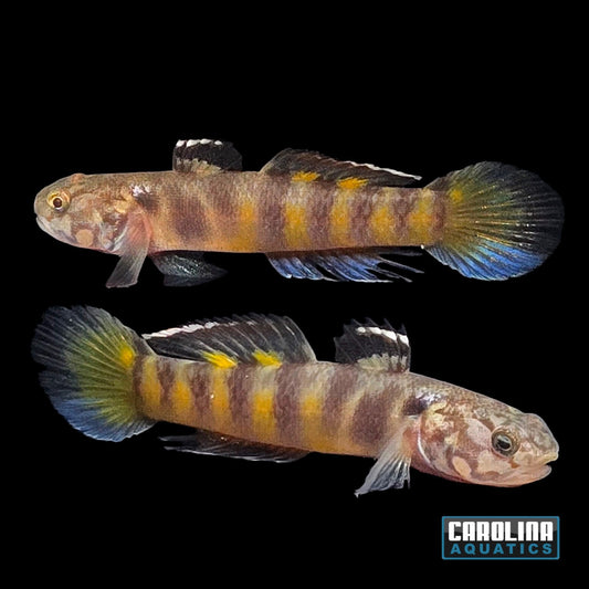 Misc - Goby Mangrove Tiger