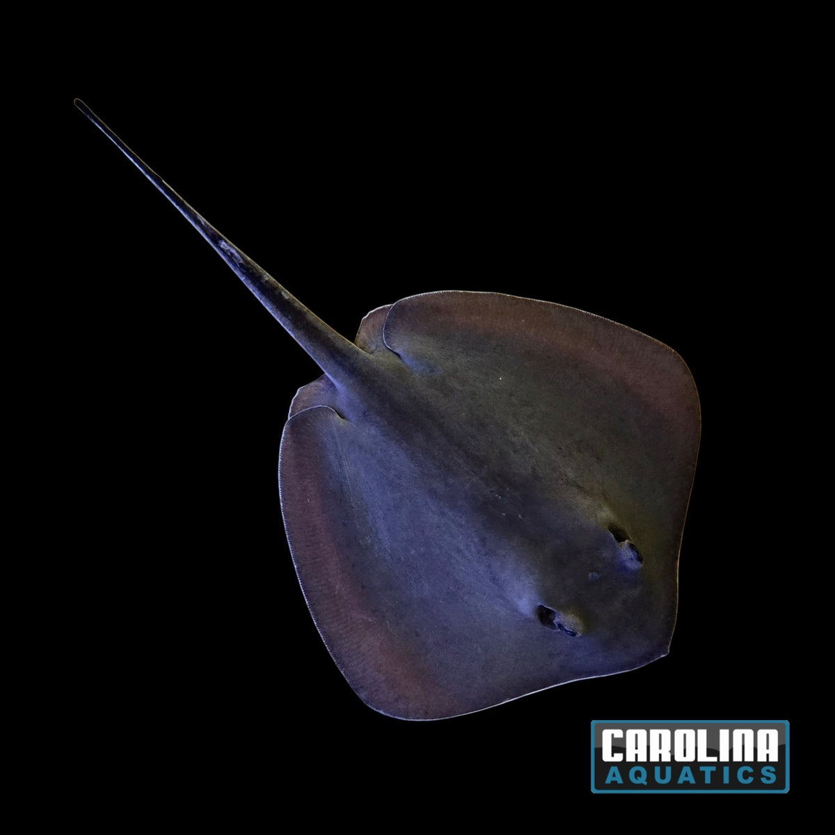 Stingray - Southern