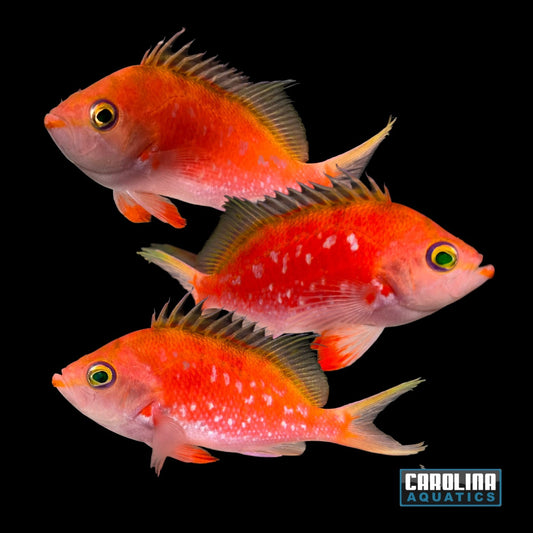 Anthias - Sakura Cherry Male