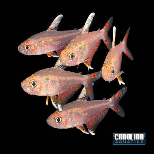 Tetra - Whitefin Rosy