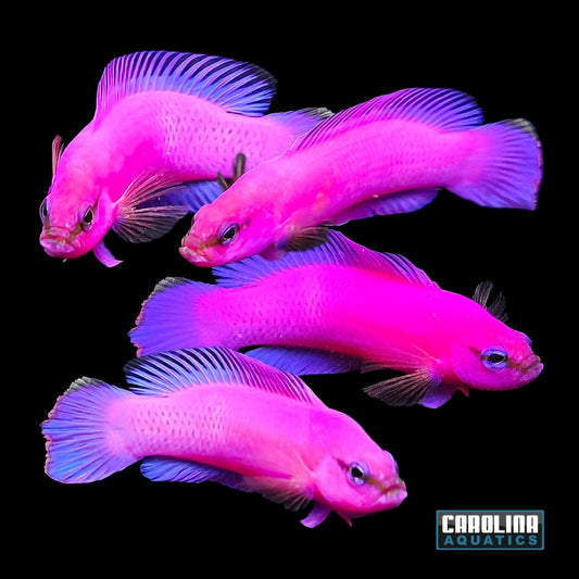 Dottyback - Orchid T.R.