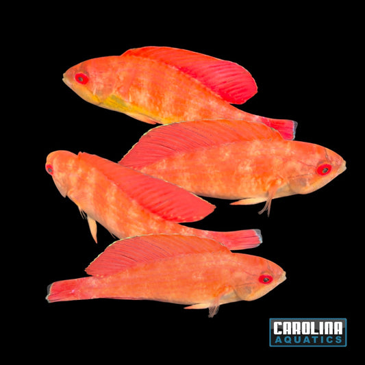 Wrasse - Eight Line Flasher