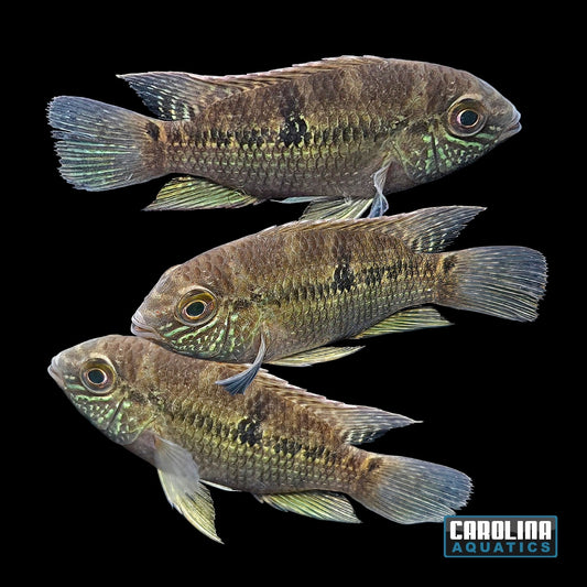 Cichlid - Acara Atabapo Spotcheek 1.5-2in