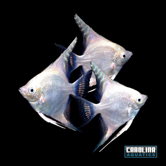 Angel - Platinum Blue Pearlscale M/L