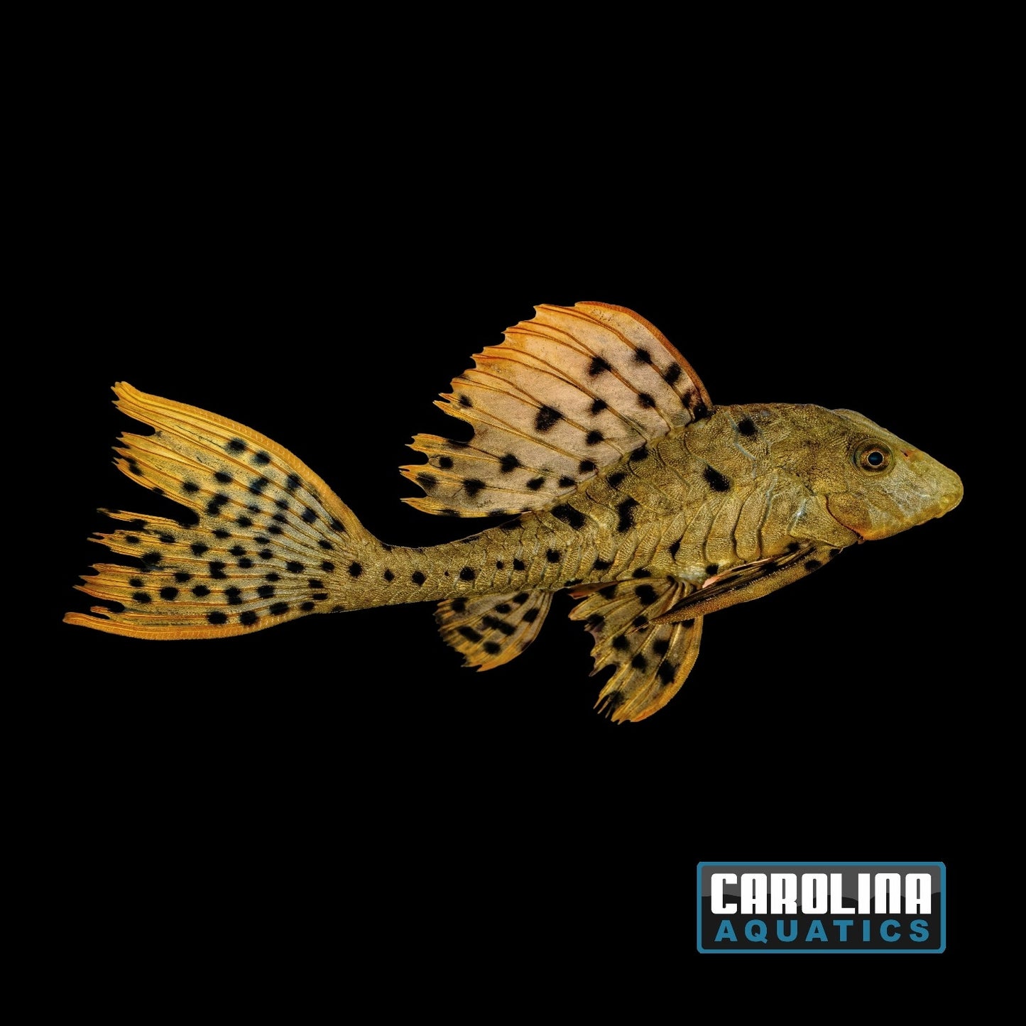 Pleco - Orange Cheek Pinecone L-095 JBO
