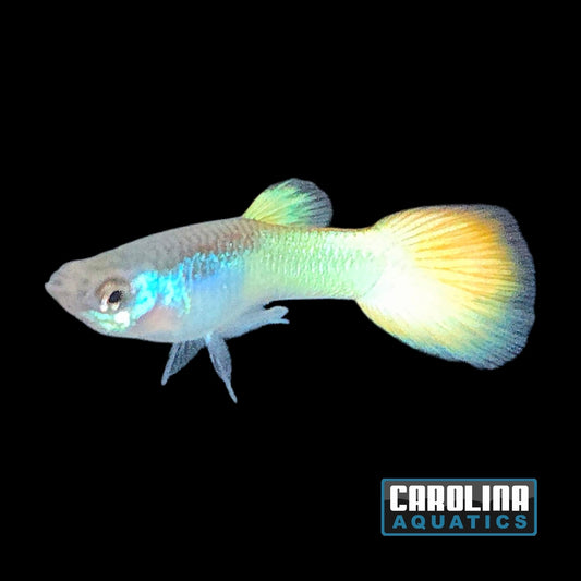 Guppy - Miracle Metallic