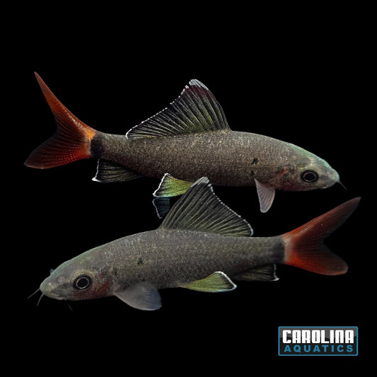 Shark - Redtail 2-2.5in.