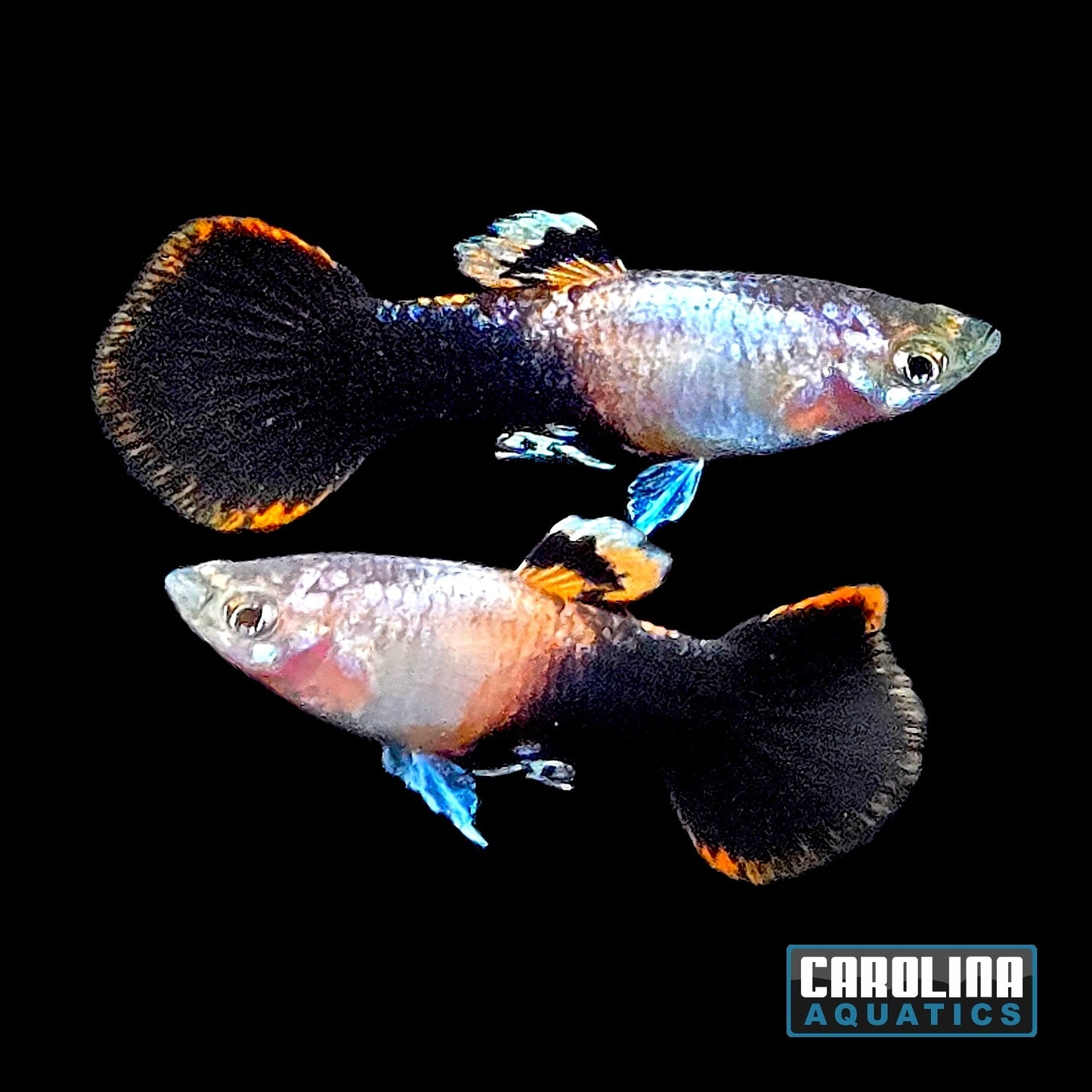 Guppy - Pink Tux