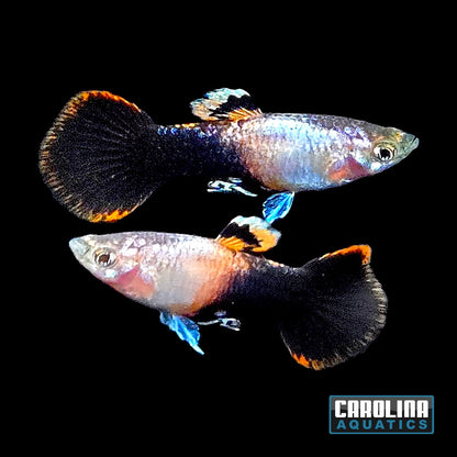Guppy - Pink Tux