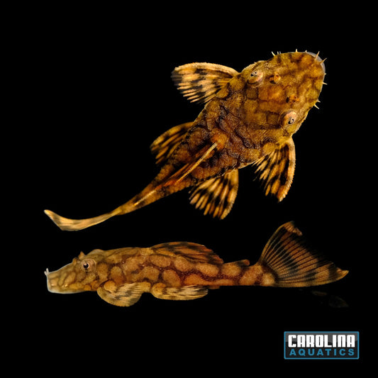Pleco - Bushynose Rio Itenez L-519 Med