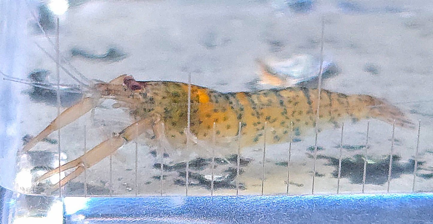 Invert - Shrimp Amazon Tiger